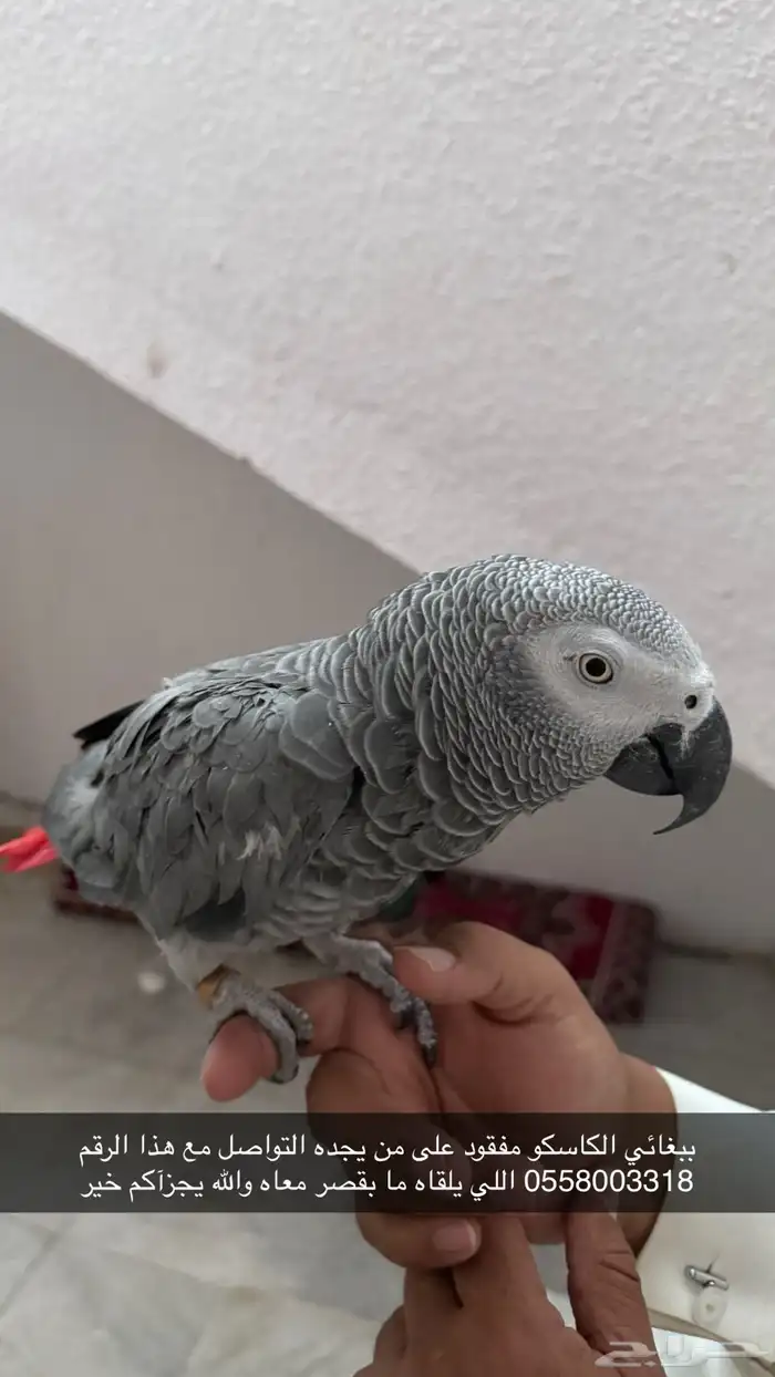 ببغائي الكاسكو ضاع 0