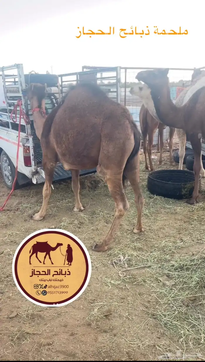 ملحمة ذبائح الحجاز - مخطط البدراني 26