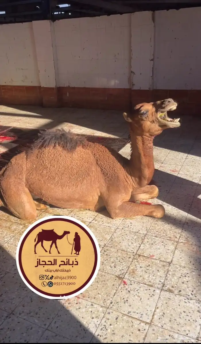 ملحمة ذبائح الحجاز - مخطط البدراني 30
