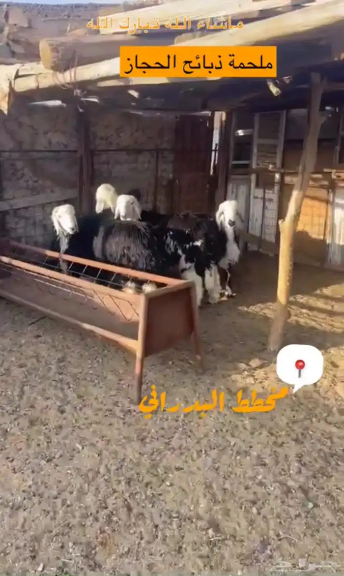 ملحمة ذبائح الحجاز - مخطط البدراني 24