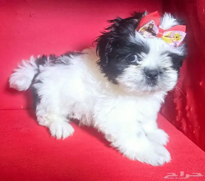 للبيع كلاب شيتزو shi tzu for sale 8