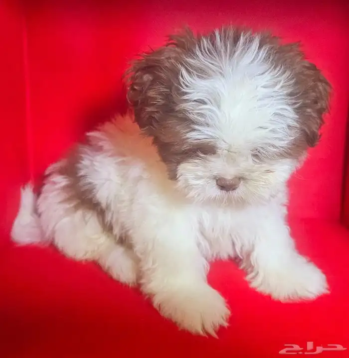للبيع كلاب شيتزو shi tzu for sale 4