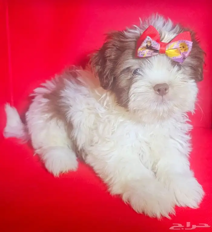 للبيع كلاب شيتزو shi tzu for sale 2