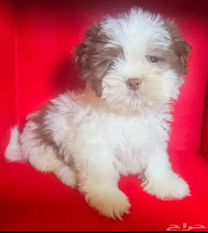 للبيع كلاب شيتزو shi tzu for sale 3