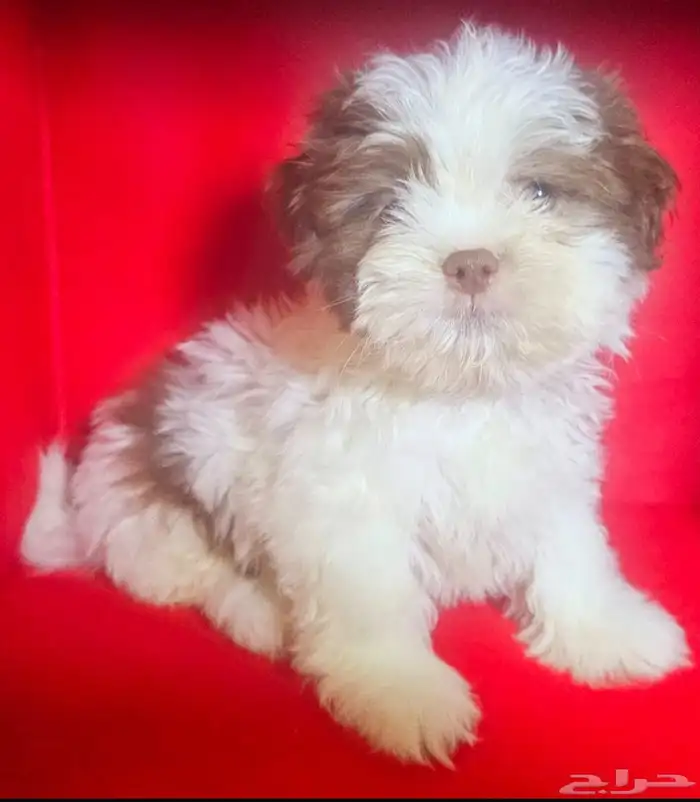 للبيع كلاب شيتزو shi tzu for sale 7