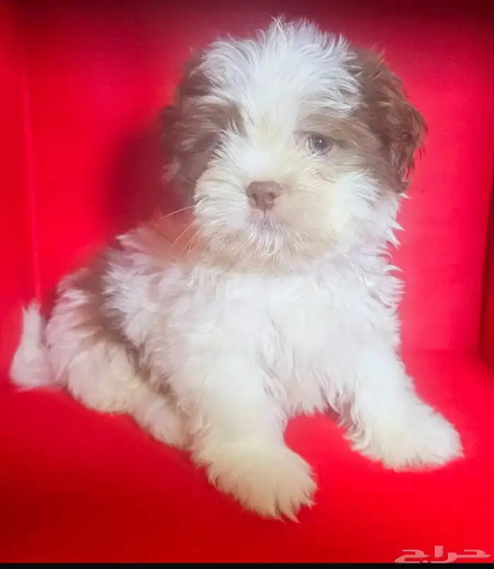للبيع كلاب شيتزو shi tzu for sale 5