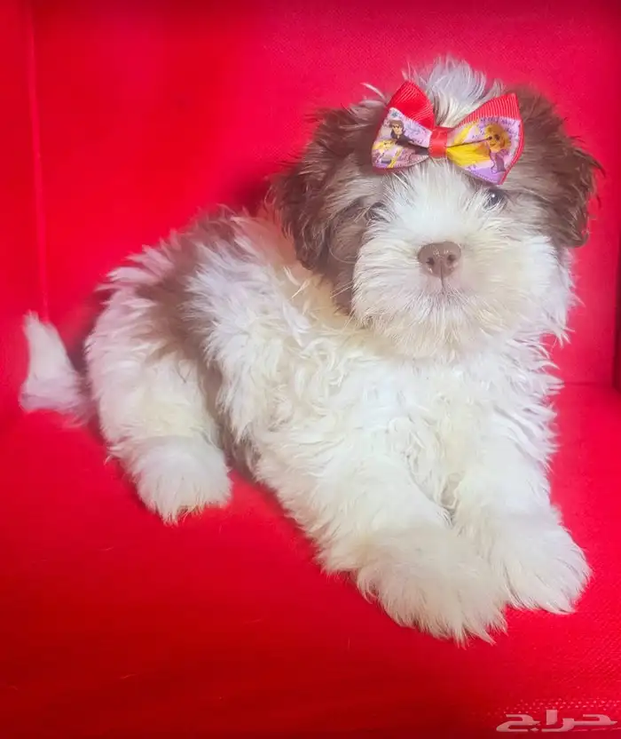 للبيع كلاب شيتزو shi tzu for sale 1