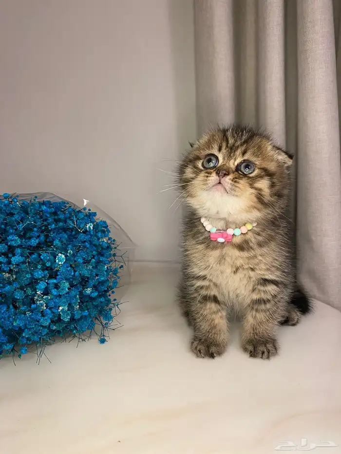 قطط سكوتش فولد للبيع 1