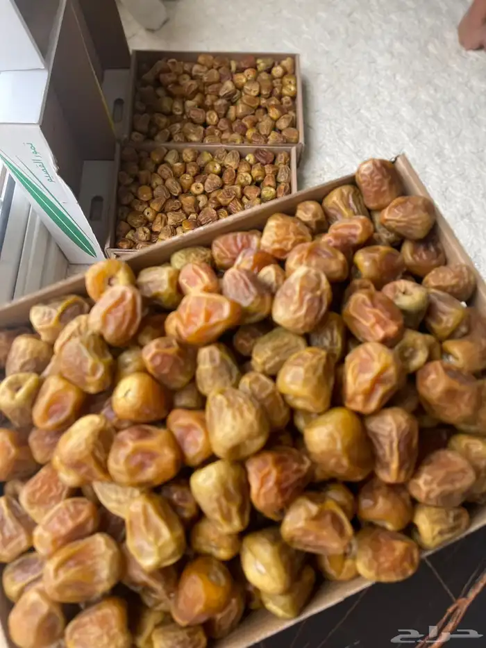 تمر سكري مفتل فاخر 1