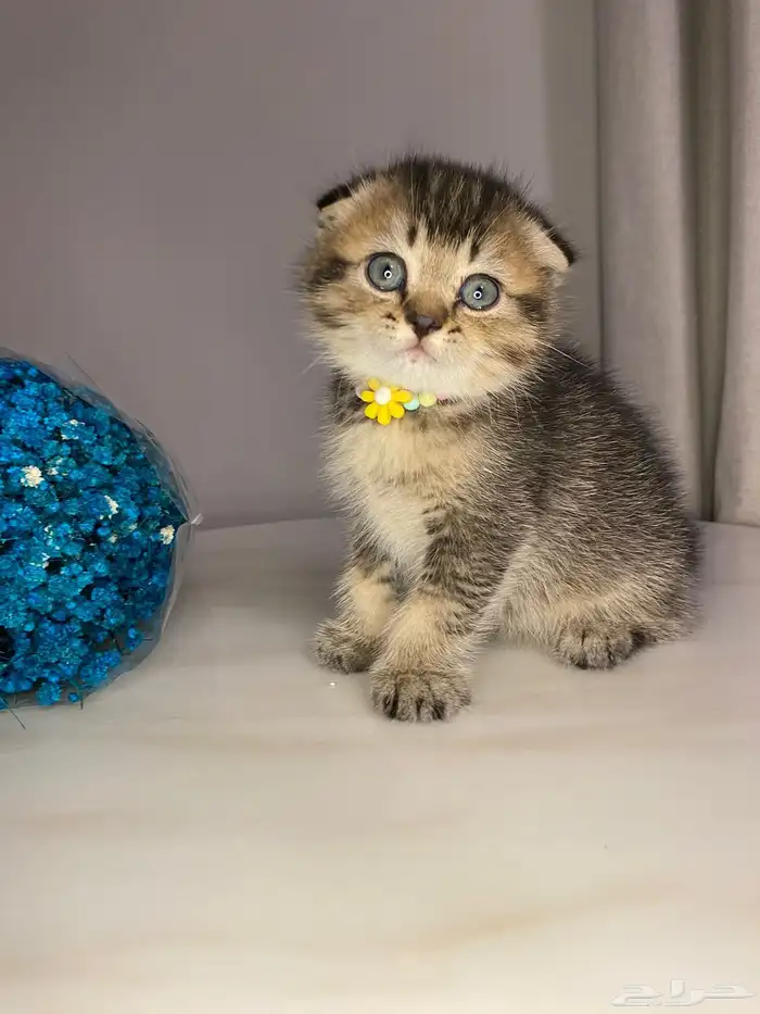 قطط سكوتش فولد للبيع 2