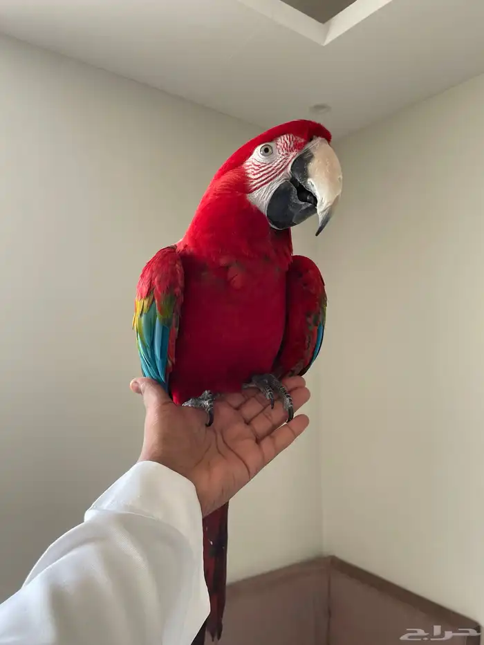 مكاو قرين وينق من اصعب الاحجام واجملها طيران حر تم البيع 2