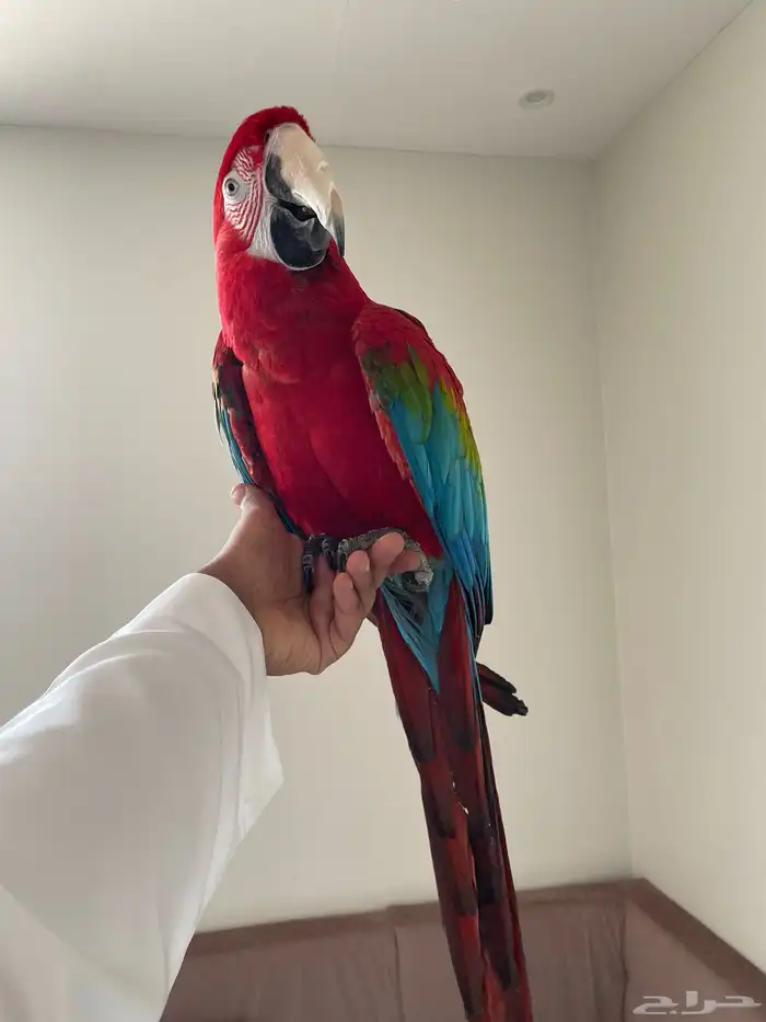 مكاو قرين وينق من اصعب الاحجام واجملها طيران حر تم البيع 0