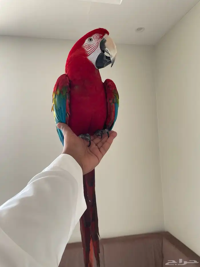 مكاو قرين وينق من اصعب الاحجام واجملها طيران حر تم البيع 3