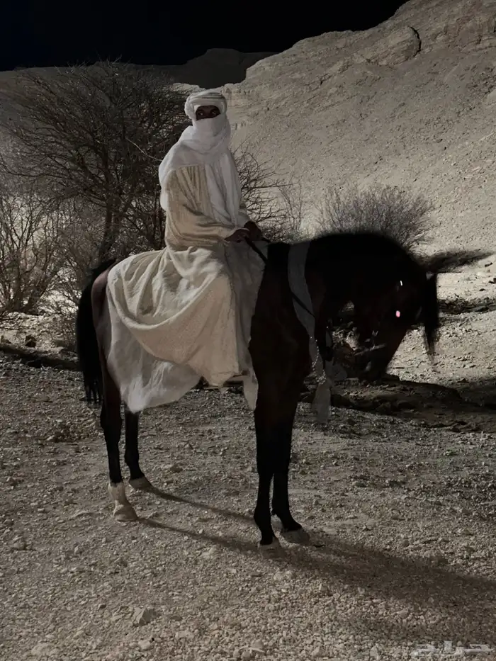 خيل الايجار و تدريب و طلعات تصوير يوم التاسيس 3