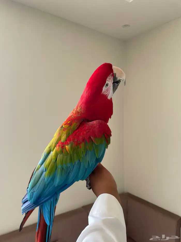 مكاو قرين وينق من اصعب الاحجام واجملها طيران حر تم البيع 6