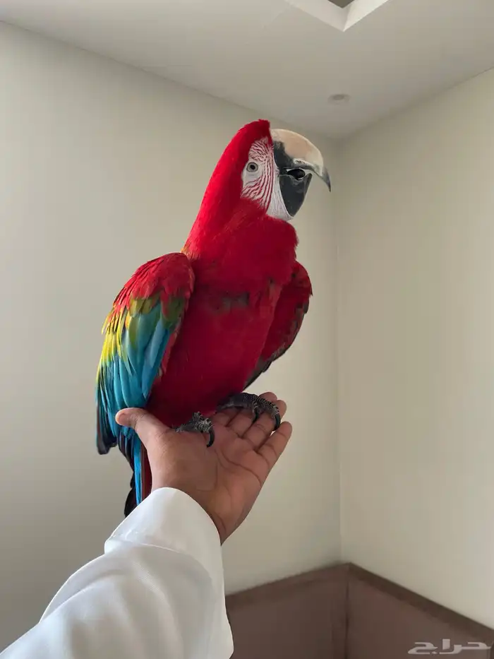 مكاو قرين وينق من اصعب الاحجام واجملها طيران حر تم البيع 1