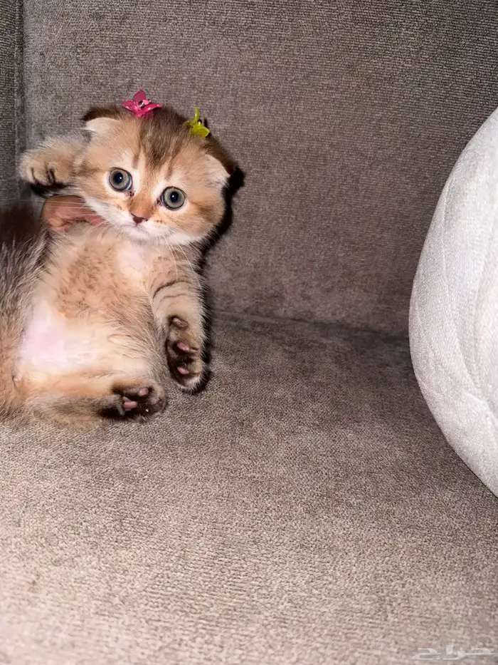 قطط سكوتش فولد للبيع 0