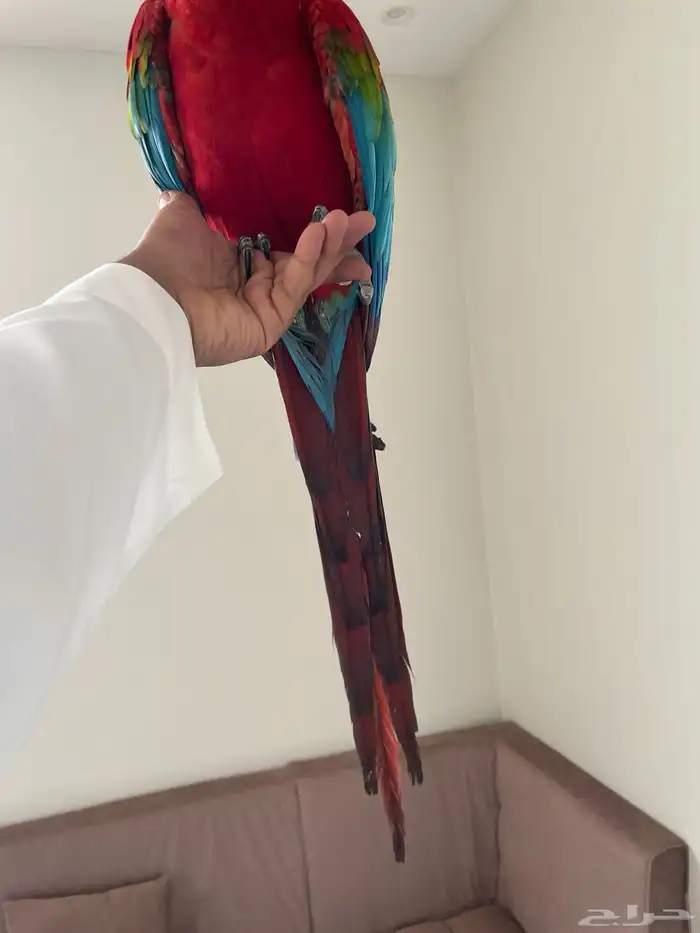 مكاو قرين وينق من اصعب الاحجام واجملها طيران حر تم البيع 4