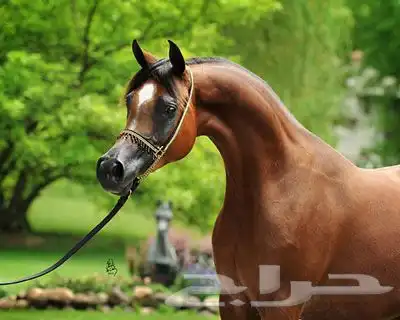 خيل الايجار و تدريب و طلعات تصوير يوم التاسيس 1