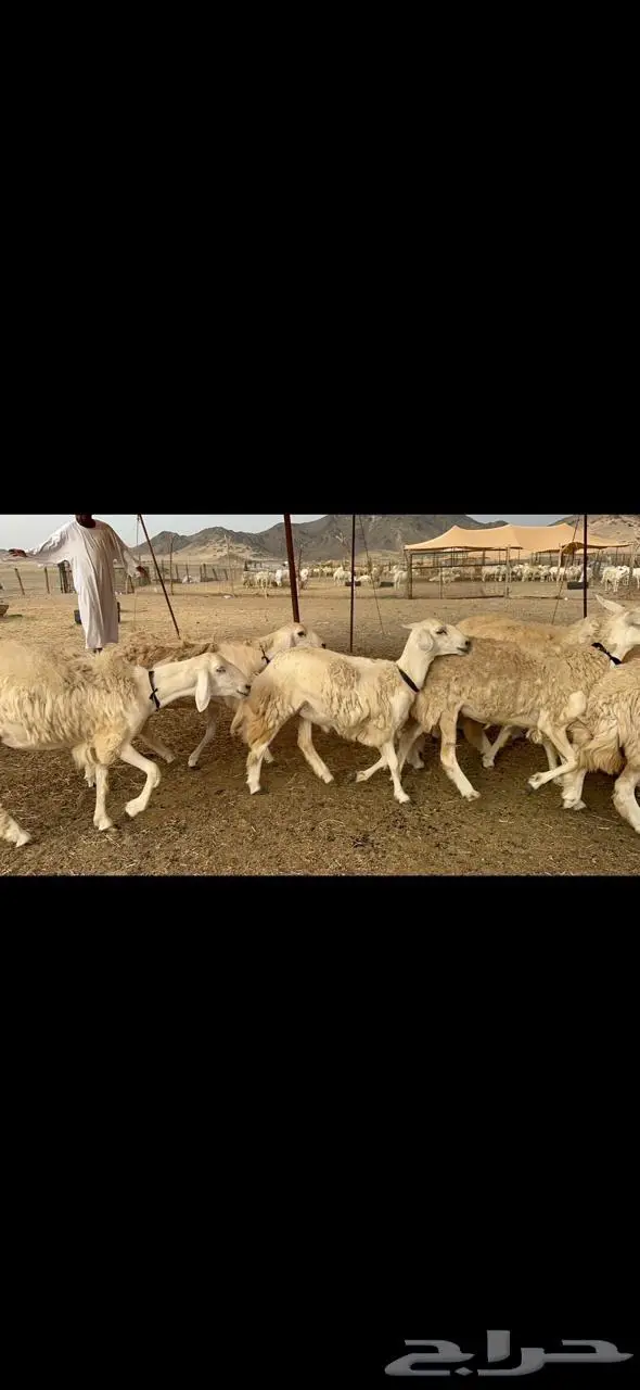 غنم رخال مراح واحد فرصه للماسسين وملحقين 40 0