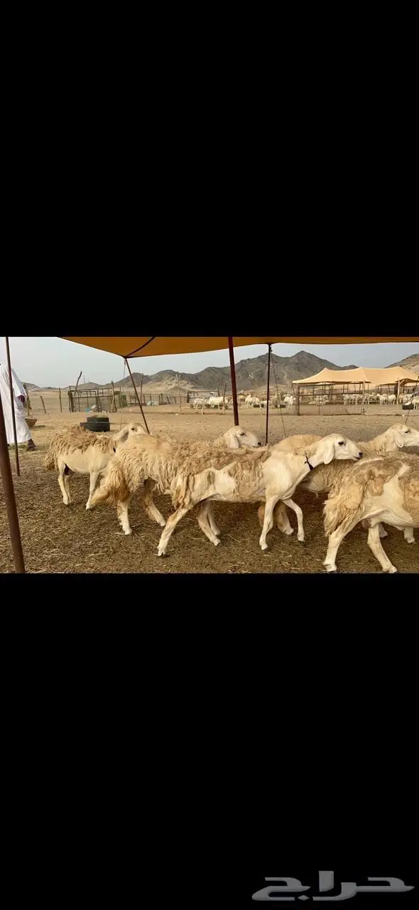 غنم رخال مراح واحد فرصه للماسسين وملحقين 40 1