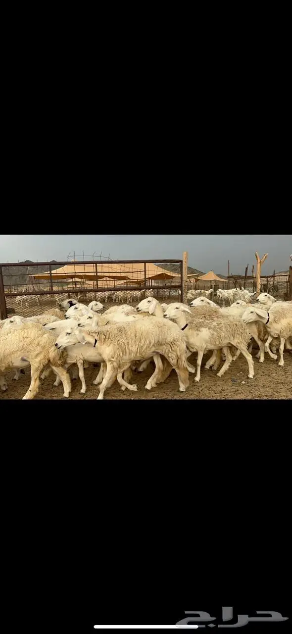 غنم رخال مراح واحد فرصه للماسسين وملحقين 40 2