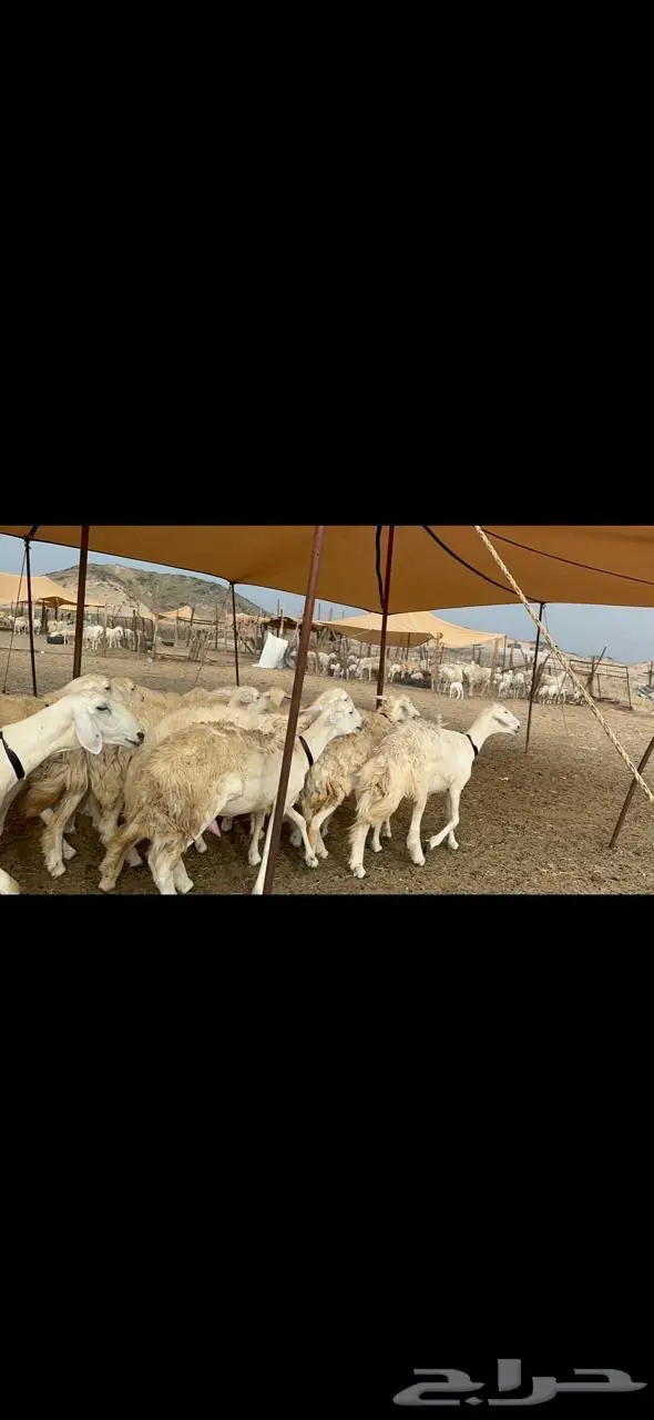 غنم رخال مراح واحد فرصه للماسسين وملحقين 40 4