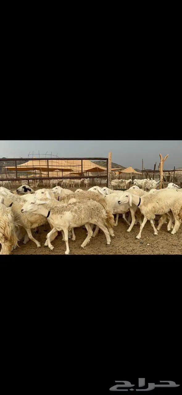 غنم رخال مراح واحد فرصه للماسسين وملحقين 40 3