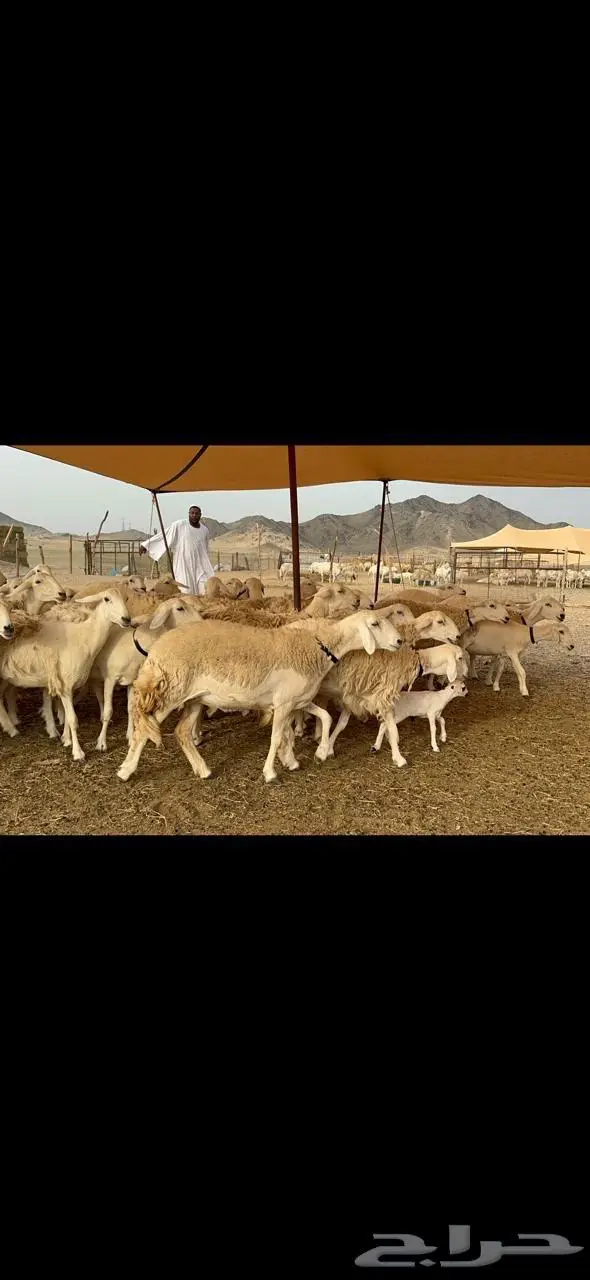 غنم رخال مراح واحد فرصه للماسسين وملحقين 40 6