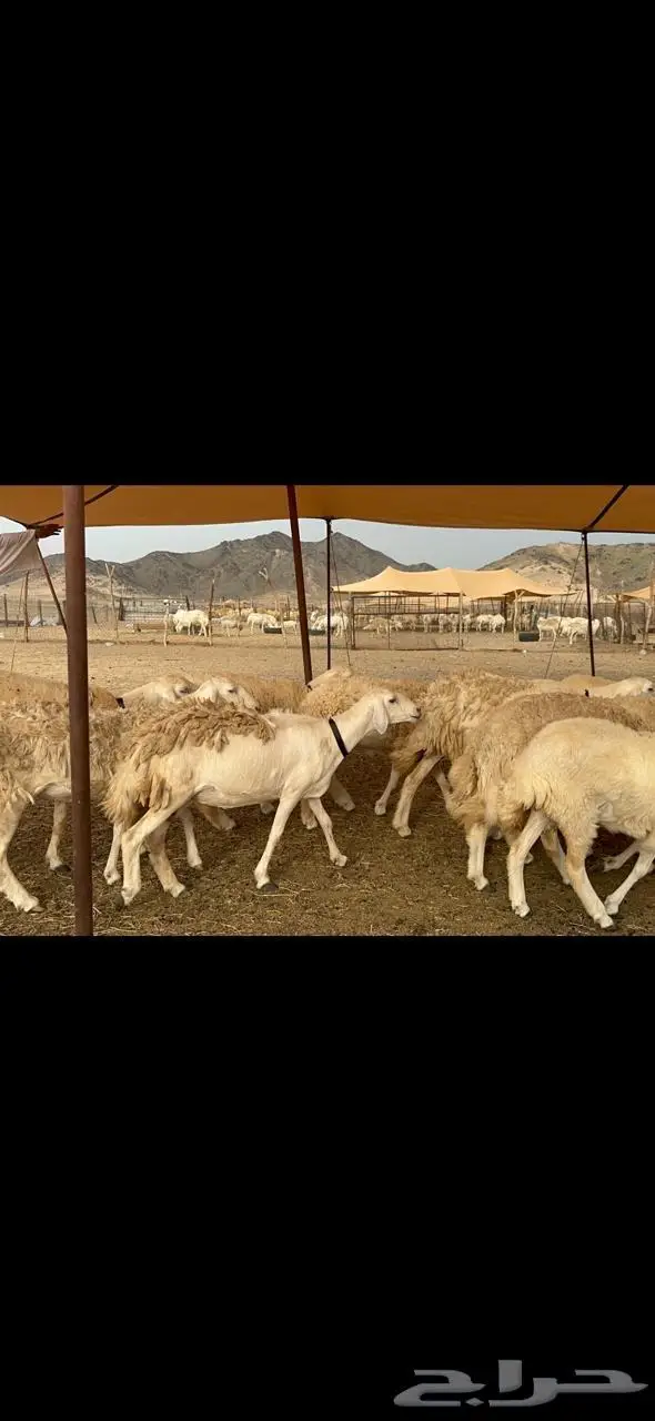 غنم رخال مراح واحد فرصه للماسسين وملحقين 40 7