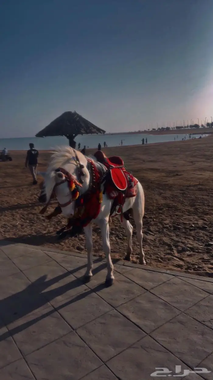 تاجير خيول وسياسي لي محبين الخيل والمتعه 19
