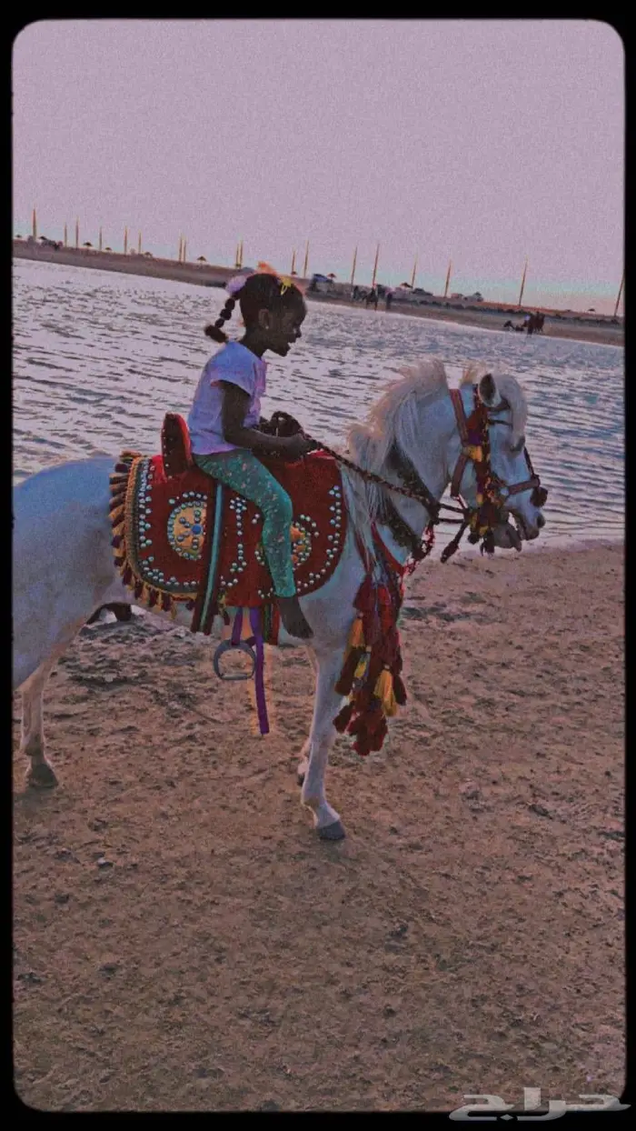 تاجير خيول وسياسي لي محبين الخيل والمتعه 20