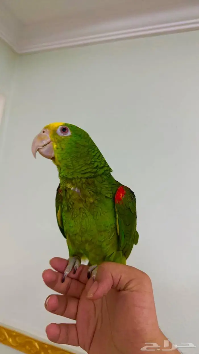 فرخ يلو هيد متكلم( تم البيييع ) 0