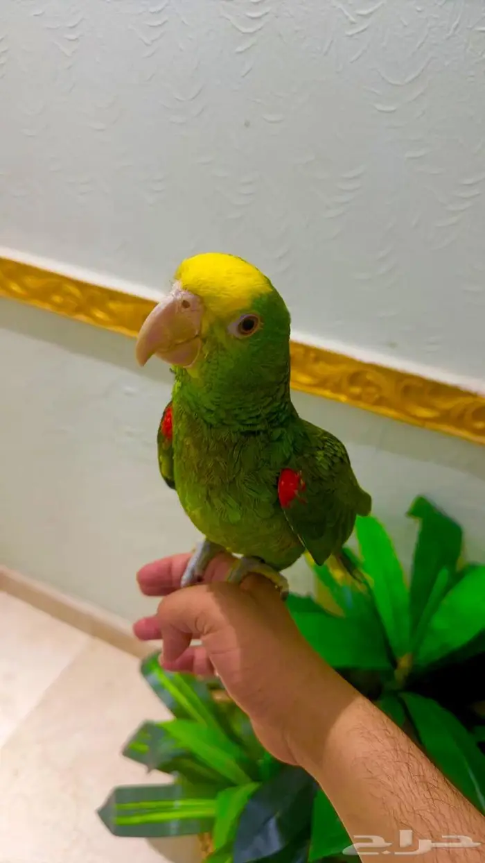 فرخ يلو هيد متكلم( تم البيييع ) 1