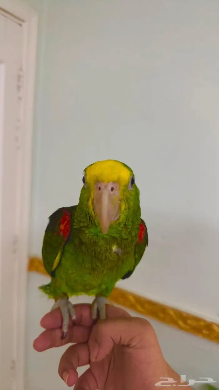 فرخ يلو هيد متكلم( تم البيييع ) 2