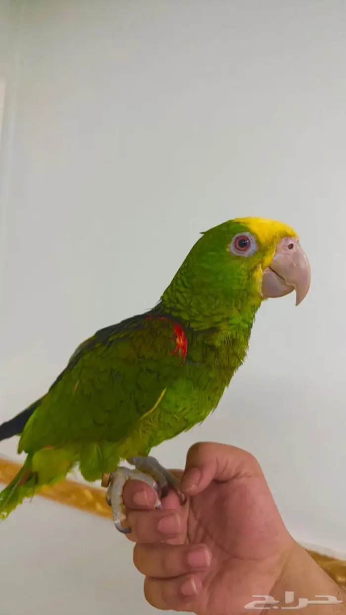 فرخ يلو هيد متكلم( تم البيييع ) 3