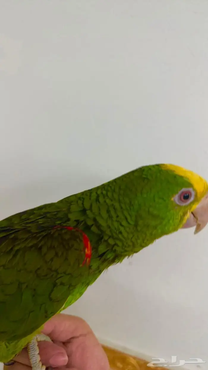 فرخ يلو هيد متكلم( تم البيييع ) 4