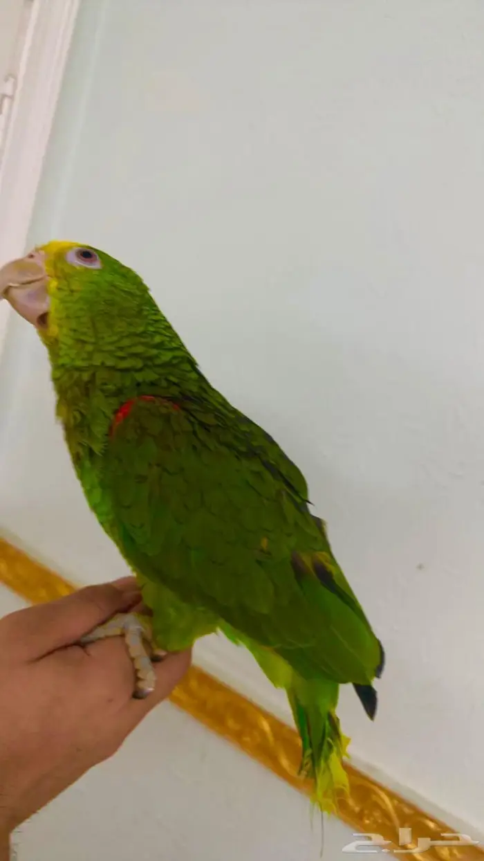 فرخ يلو هيد متكلم( تم البيييع ) 5