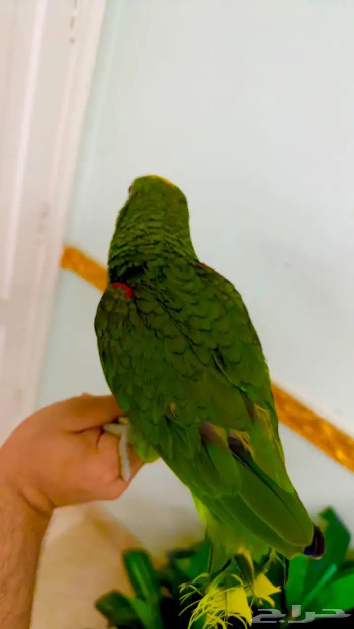 فرخ يلو هيد متكلم( تم البيييع ) 6