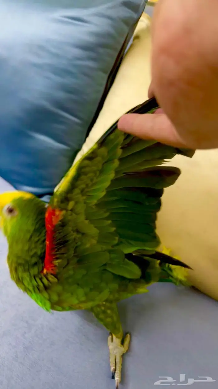 فرخ يلو هيد متكلم( تم البيييع ) 7