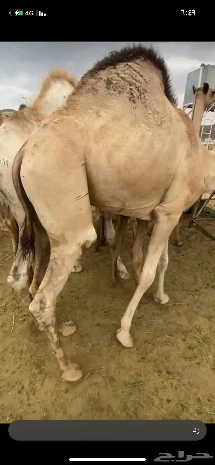 للبيع القعدان الكفو للمبادي وزواجات 3