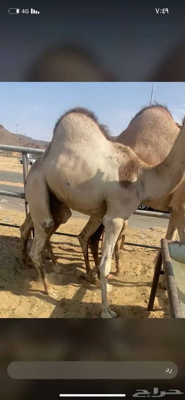 للبيع القعدان الكفو للمبادي وزواجات 1