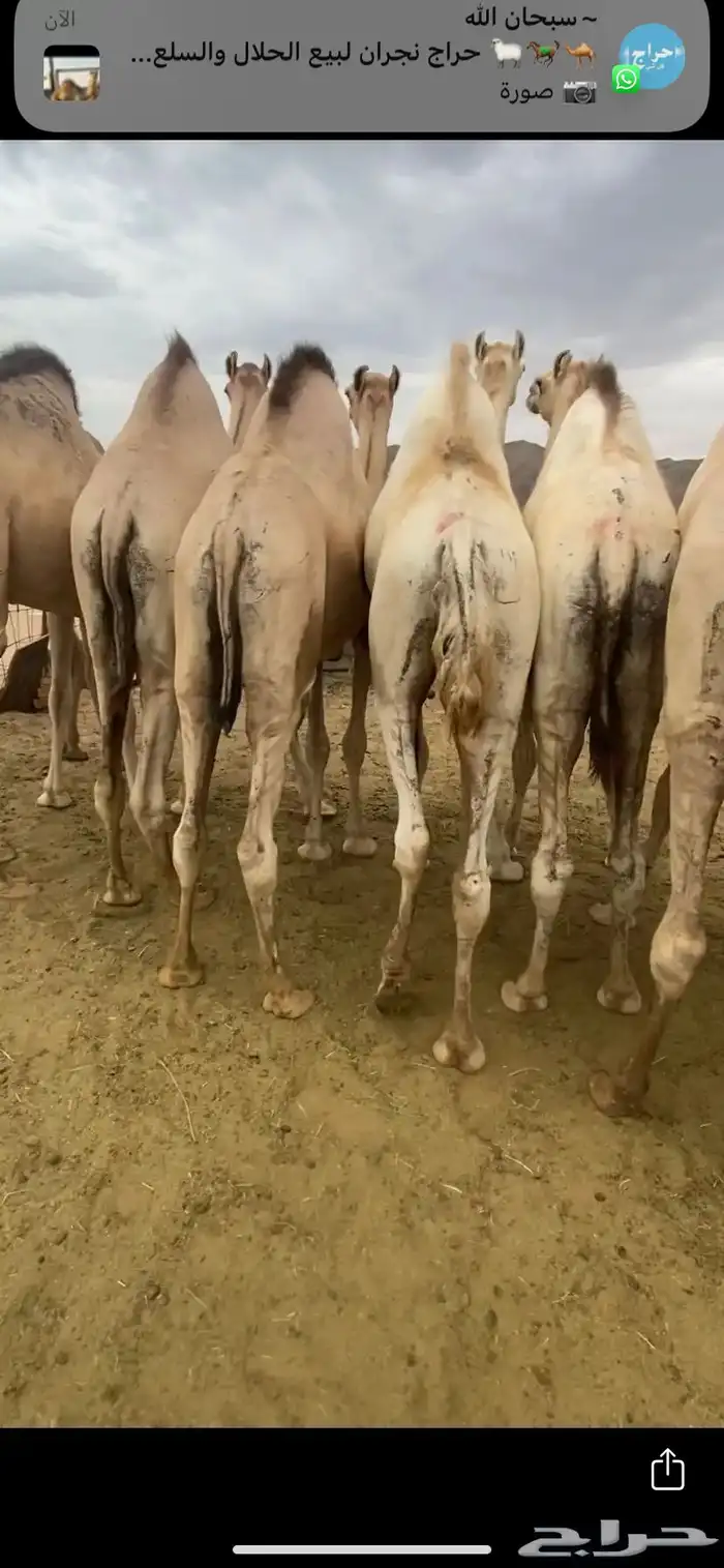 للبيع القعدان الكفو للمبادي وزواجات 2