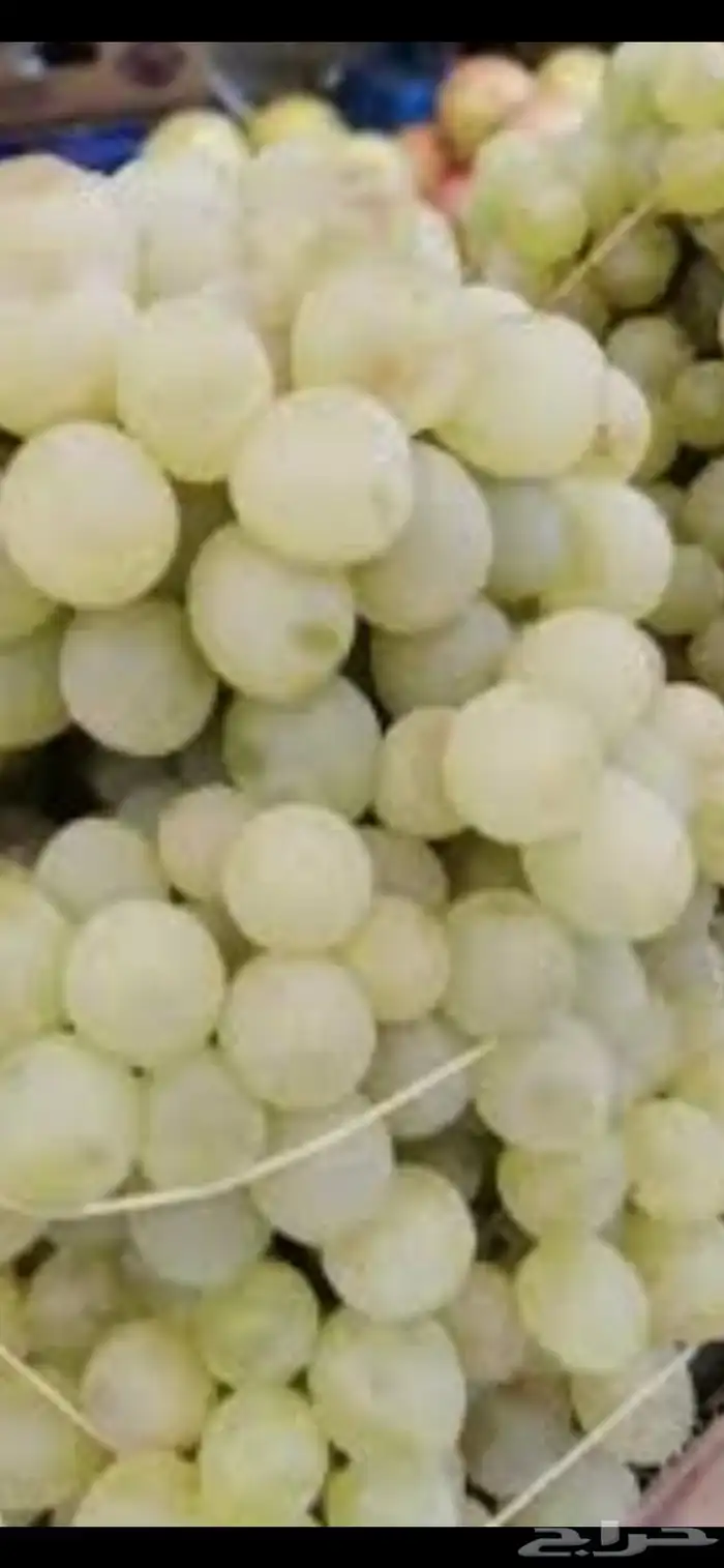 عنب حماط تين برشومي خوخ للبيع من المزرعه طازه بني سعد 11