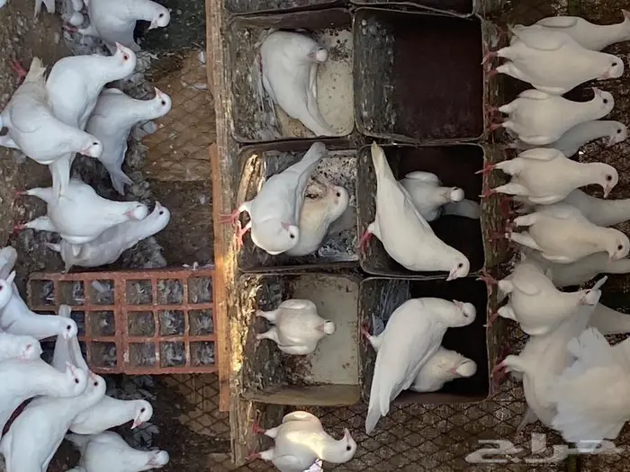 حمام فرنسي سوبر جانبو 0