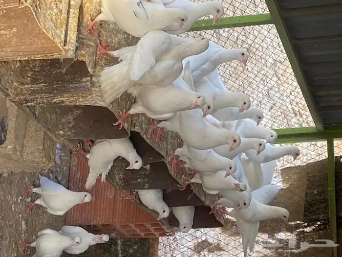 حمام فرنسي سوبر جانبو 1