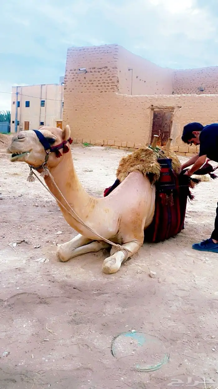 أستأجر خيول وجمال وسياسي 6