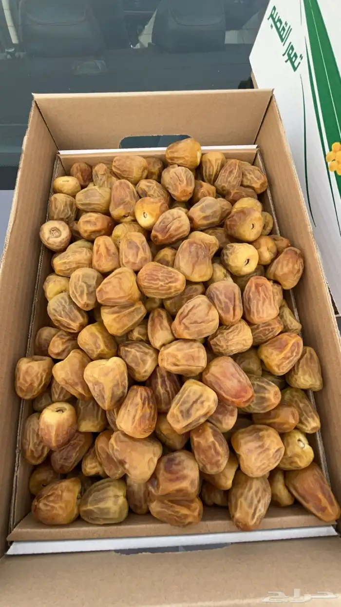 تمور القصيم مفتل جميع الدرجات و جالكسي 0