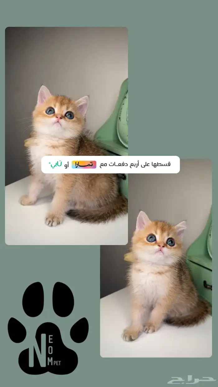 برتش سكوتش ستريت فولد قولد انثى ذكر تربل فولد انثى ذكر قطط 1