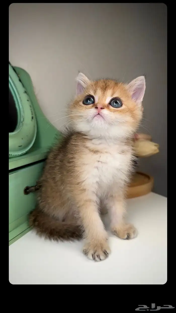 برتش سكوتش ستريت فولد قولد انثى ذكر تربل فولد انثى ذكر قطط 0